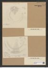 Aulacodiscus affinis Grun. (de-Toni-Nr.: Genus 182, Species 4532) Zeichnungen Sammlung Grunow Nr. 8124 (NHMW-BOT-W0377475)